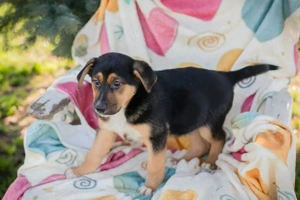 Welpe *ROSARIO* - Ich bin neugierig, lebenslustig und aktiv