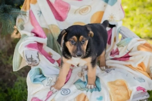 Welpe *ROSARIO* - Ich bin neugierig, lebenslustig und aktiv