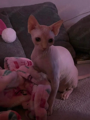 Süßer Sphynx Kater sucht liebevolles Zuhause Bild 2