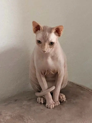 Süßer Sphynx Kater sucht liebevolles Zuhause Bild 3