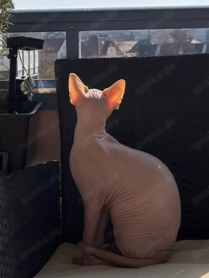Süßer Sphynx Kater sucht liebevolles Zuhause Bild 4