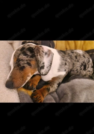 Junge Zwergdackel Prinzessin 