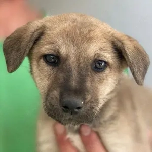 Nessarose, geb. ca. 08 2025, lebt in GRIECHENLAND, im städt. Tierheim Serres