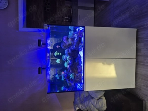 Meerwasseraquarium zu verkaufen 