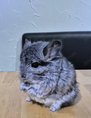 Chinchilla angora rpa Männchen ebony mittel 2 jahre alt