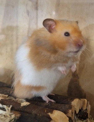 Goldhamster 