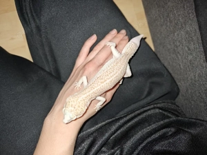 2 Leopardgecko weibchen 
