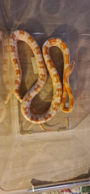 Kornnatter - Amelanistic 0.1