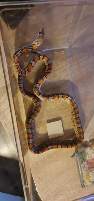 Kornnatter - Wildfarben 0.1