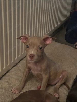 American Pocket Bully Hündin 