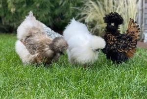 Rassehühner Geflüger Hühner Hennen 