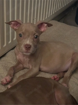 American Pocket Bully Hündin 