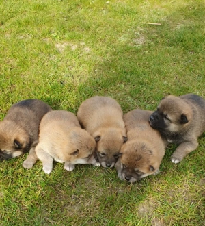 Shiba Inu Welpen,reinrassig 