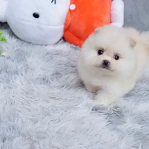 Pomeranian Zwergspitz Welpen