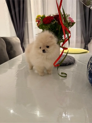 Mini Pomeranian   Zwergspitz Welpen  kleinbleibend & familienfreundlich