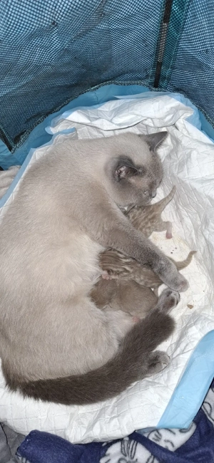 süße BKH - Bengal mix 