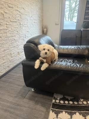 Bezaubernde Bichon Friese Bella such ein neues freundliches Zuhause 