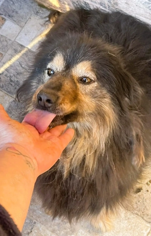  Herzbube Jack   sucht ein Zuhause für immer Bild 3