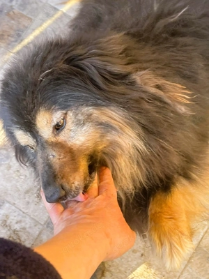  Herzbube Jack   sucht ein Zuhause für immer Bild 4