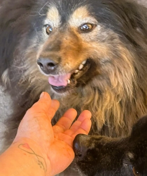  Herzbube Jack   sucht ein Zuhause für immer