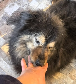  Herzbube Jack   sucht ein Zuhause für immer Bild 2