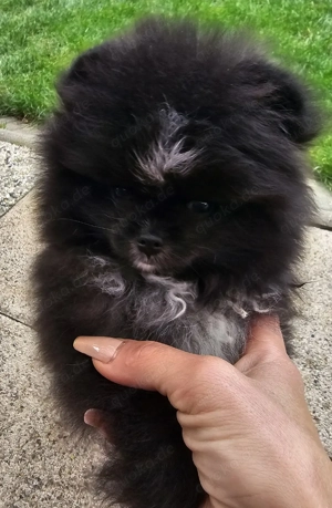 Pomeranian Rüde besonders intelligent  Bild 3