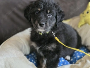 Golden Aussie Welpen (Mutter Golden Retriever   Vater Australien Shepherd)