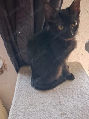 Süßes halb Siam Kätzchen (5 Monate) sucht ein liebevolles Zuhause   