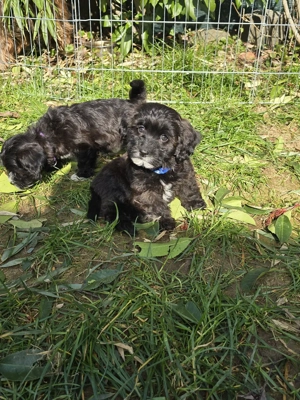 Doodle-Welpen, Havapoo F1 (Havaneser   Toypudel), liebevoll aufgezogen