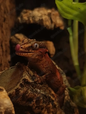 1.0 Red Based   Red Striped Rhaocodactylus auriculatus Bild 4