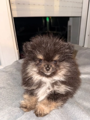 Pomeranian Zwergspitz Welpe 