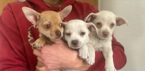 chihuahua-Welpen suchen ein zuhause. 
