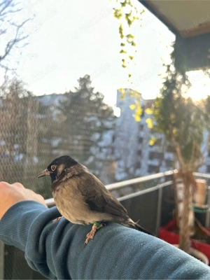 Gelbsteißbülbül Handzahm Männchen