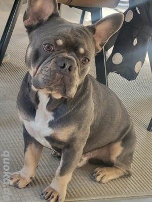 Deckrüde Französische Bulldogge 