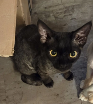 Devon Rex kater black