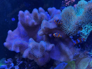 XXL Sarcophyton Lederkoralle 50 60 cm   große Mutterkolonie