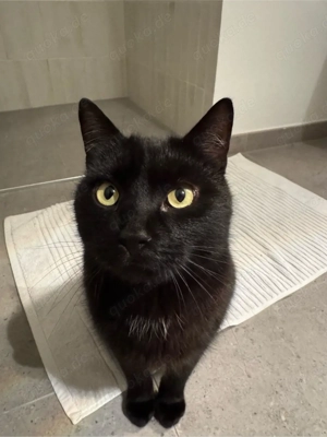 Schwarzer EKH Kater (3,5 Jahre, Freigänger) sucht liebevolles Zuhause