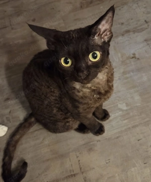Devon Rex kater chocolate
