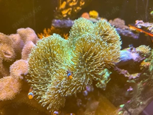 Sarcophyton Pilzlederkoralle   Long Polyp ca. 20 25 cm   schöne Koralle fürs Riffaquarium