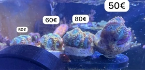 meerwasser koralle ableger chalice bugatti und favia of the gods 