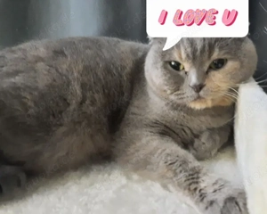 Super süße 2 Jährige BKH Maus