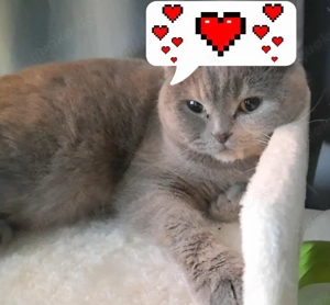 Super süße 4 Jährige BKH Maus