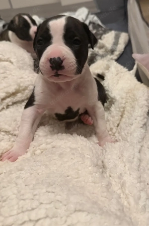 Wunderschöne Welpen