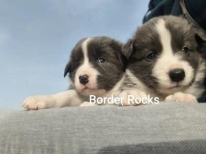 Border Collie Welpen TOP Championverpaarung