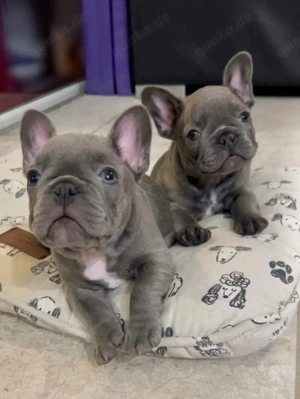 Winzige Französische Bulldoggenwelpen