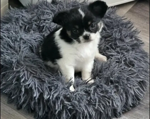 Reinrassiger Chihuahua-Welpe abgabebereit 