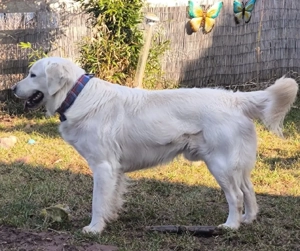 Golden Retriever Deckrüde 