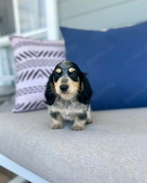 Dackelwelpen zur Adoption.