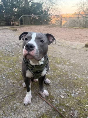 American Bulldog Bully  Deckrüde   Blue Line 