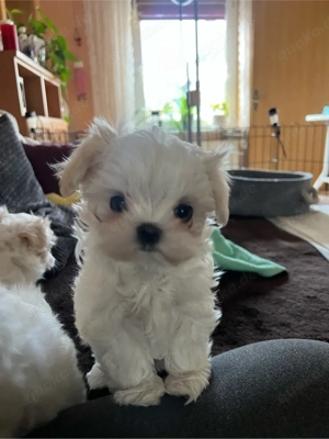 Drei weiße Märchenwesen: kleinbleibende Malteser Welpen mit koreanische Abstammung Bild 7